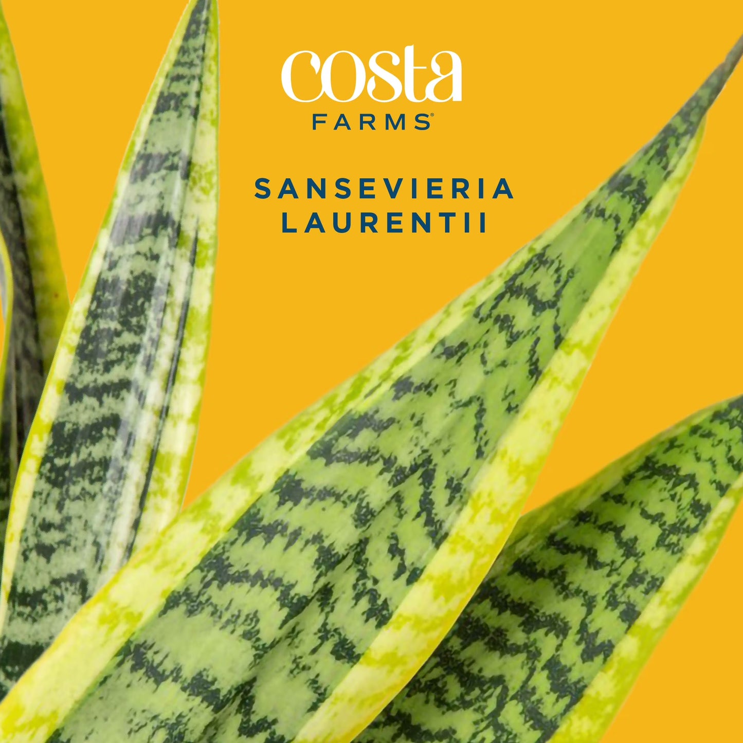 Costa Farms 28" Snake Plant Laurentii Live Plant in 10" Décor Pot