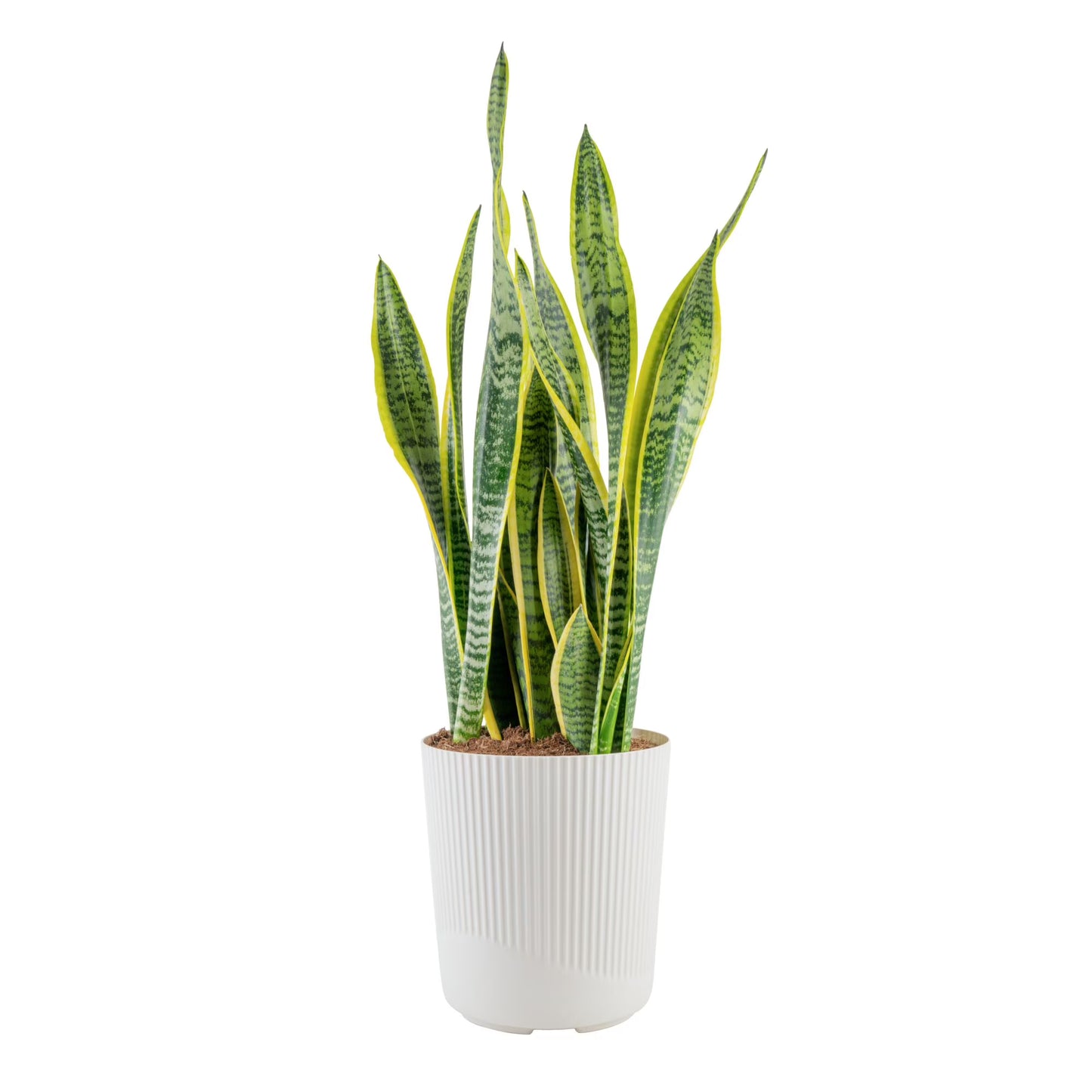 Costa Farms 28" Snake Plant Laurentii Live Plant in 10" Décor Pot