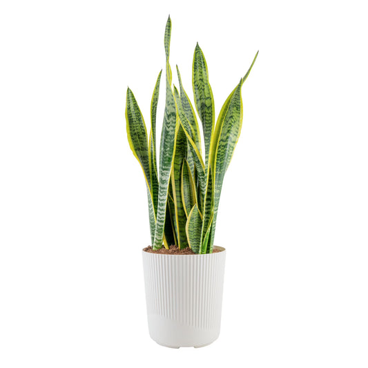 Costa Farms 28" Snake Plant Laurentii Live Plant in 10" Décor Pot