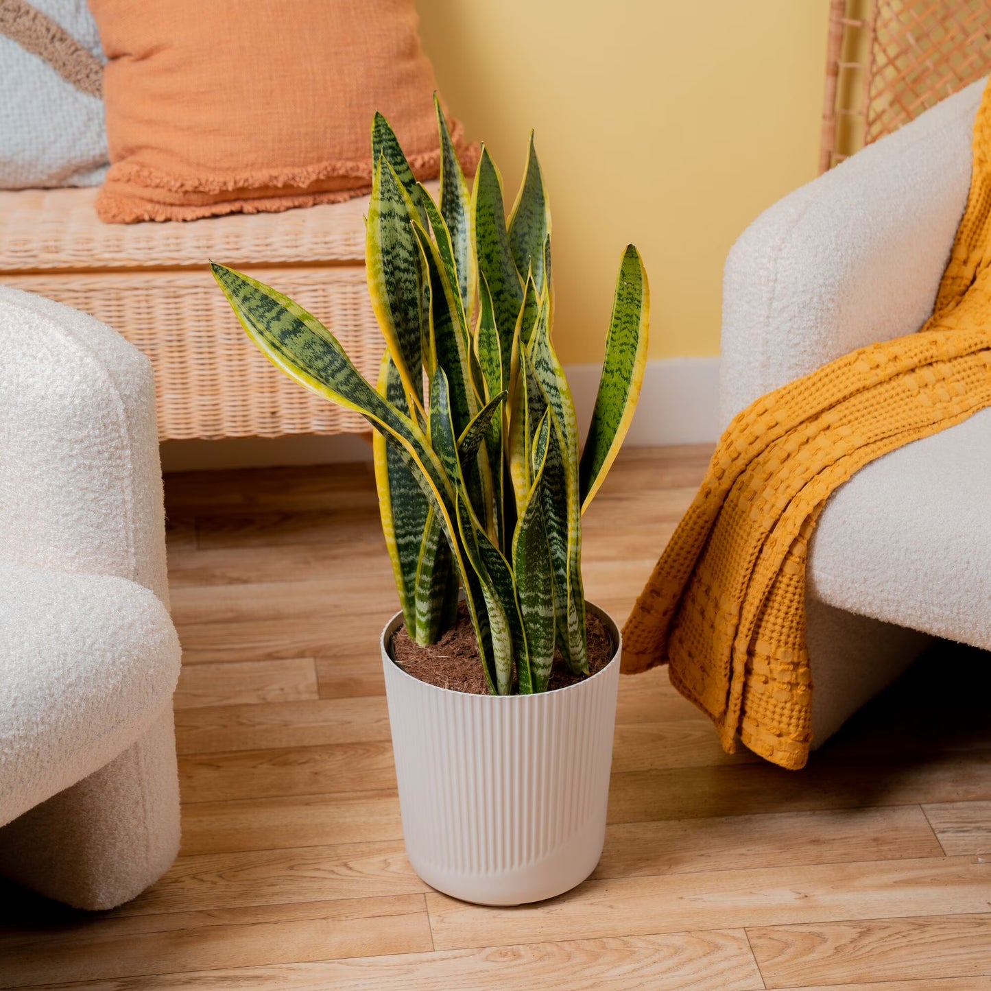 Costa Farms 28" Snake Plant Laurentii Live Plant in 10" Décor Pot