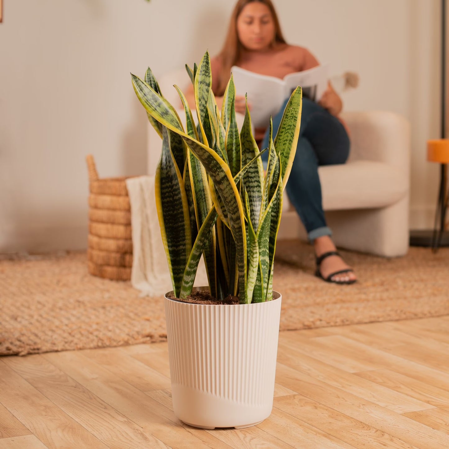 Costa Farms 28" Snake Plant Laurentii Live Plant in 10" Décor Pot