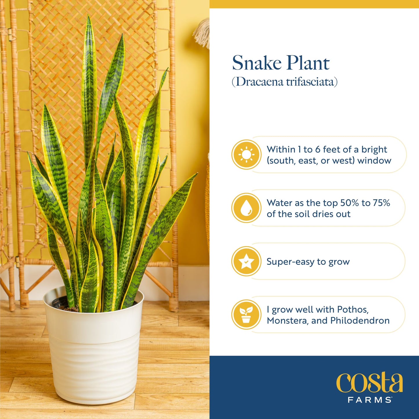 Costa Farms 28" Snake Plant Laurentii Live Plant in 10" Décor Pot